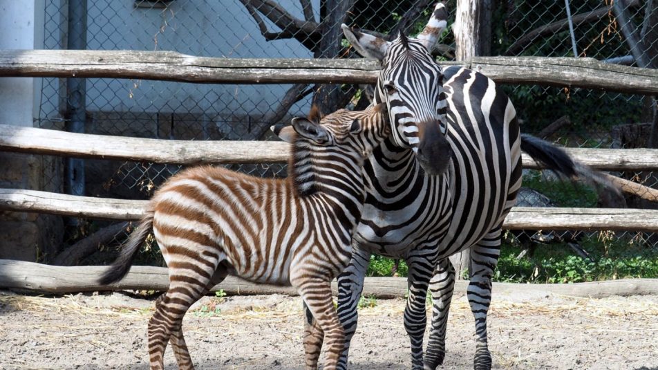 Szavazz az Állatkert zebracsikójának nevére!