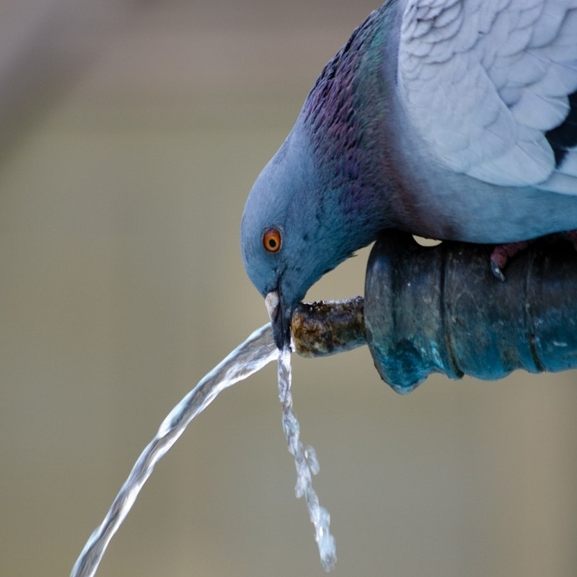 Télen a madarak nem csupán az etetésért, de az itatásért is hálásak