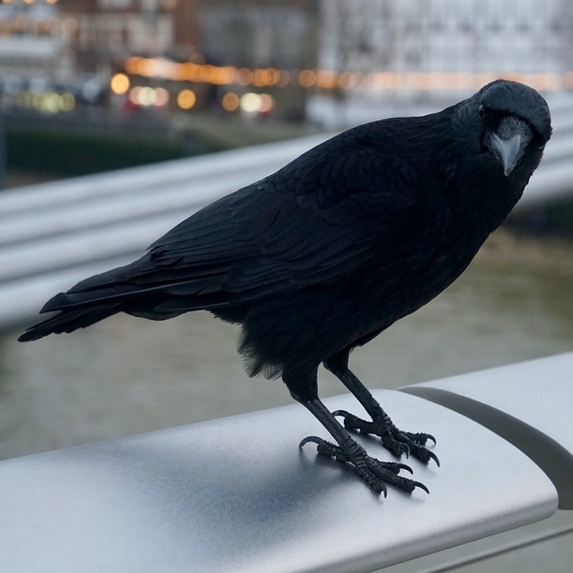 Egyetlen novemberi napon 75 madárfajt figyeltek meg Budapesten