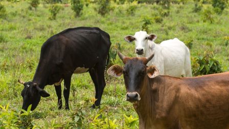 brazil szarvasmarhák