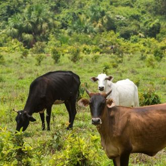 brazil szarvasmarhák