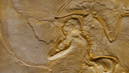Fosszíliák segítettek az ausztrál madárfaj kihalásának kutatásában