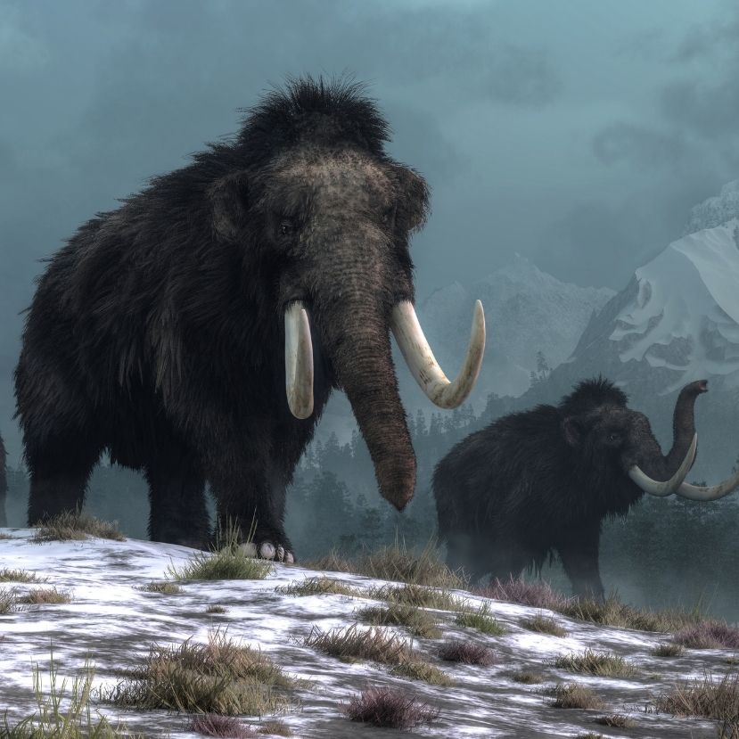 Észak-Amerikában még 5000 éve is élhettek mamutok