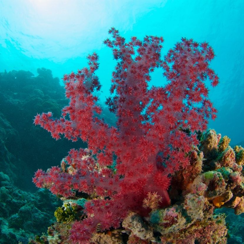 50 éven belül kihalhatnak a korallok Afrika keleti partjai mentén