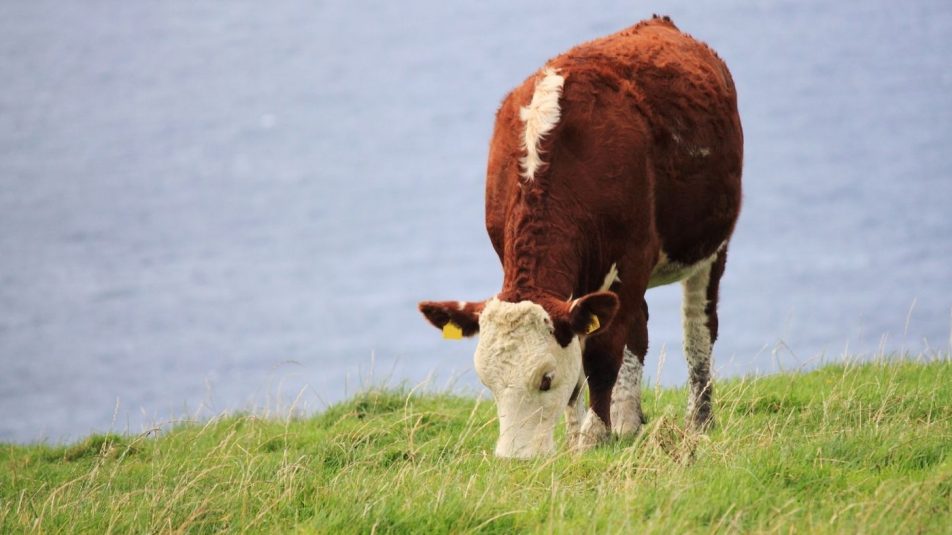 Hínárral zöldítenék a teheneket Írországban?