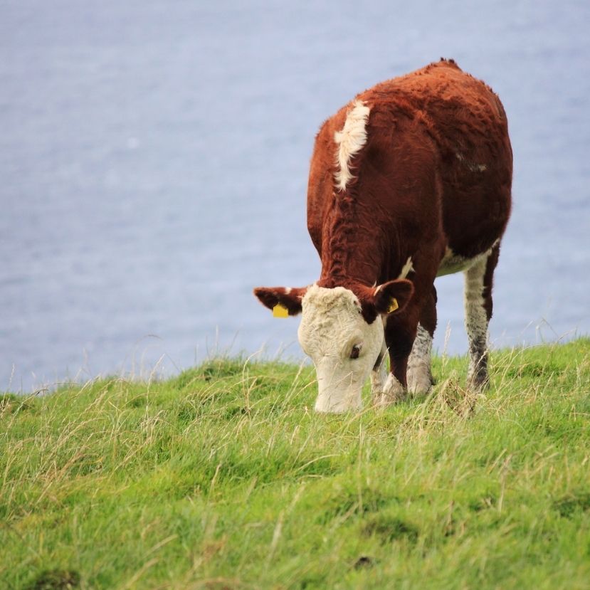 Hínárral zöldítenék a teheneket Írországban?