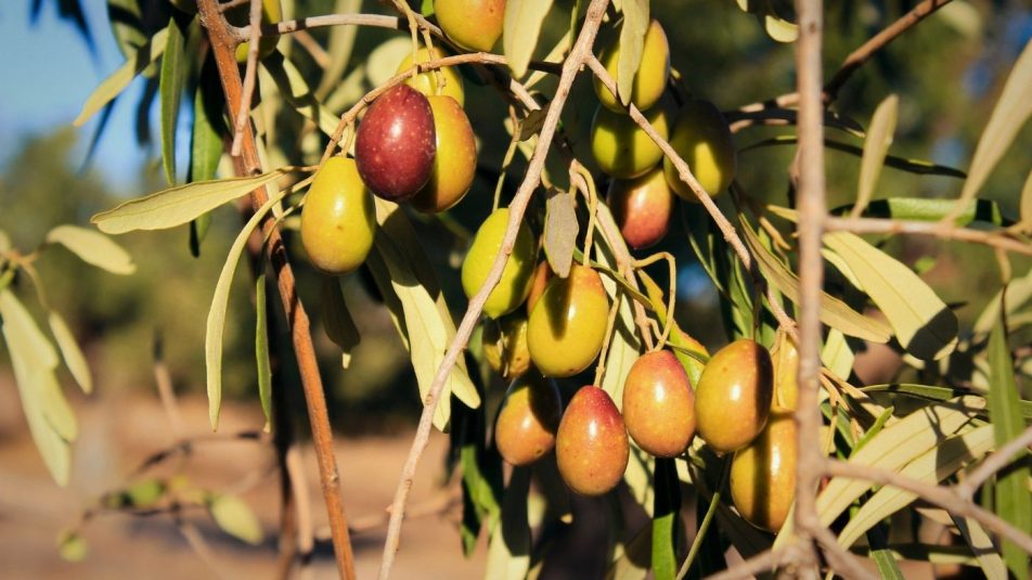 A klímaváltozás miatt veszélyben a görög olívaolaj