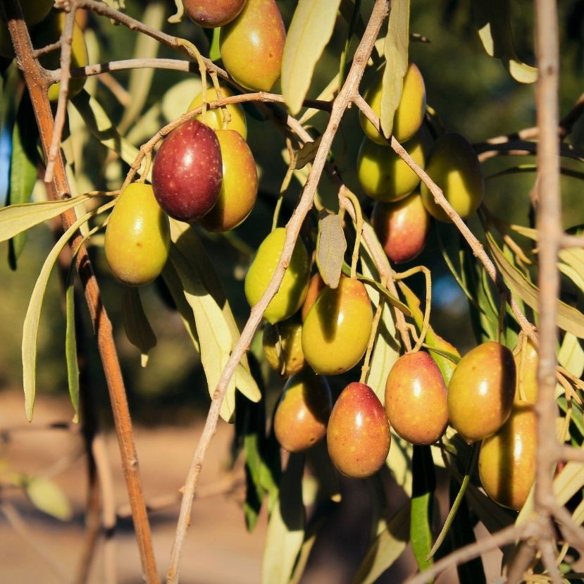 A klímaváltozás miatt veszélyben a görög olívaolaj