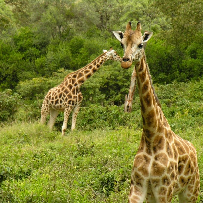 Szomjaznak a zsiráfok az afrikai aszályban