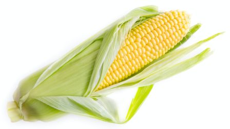 Élelmiszer-biztonságot segítő kutatás: nincs gond a hazai kukoricával