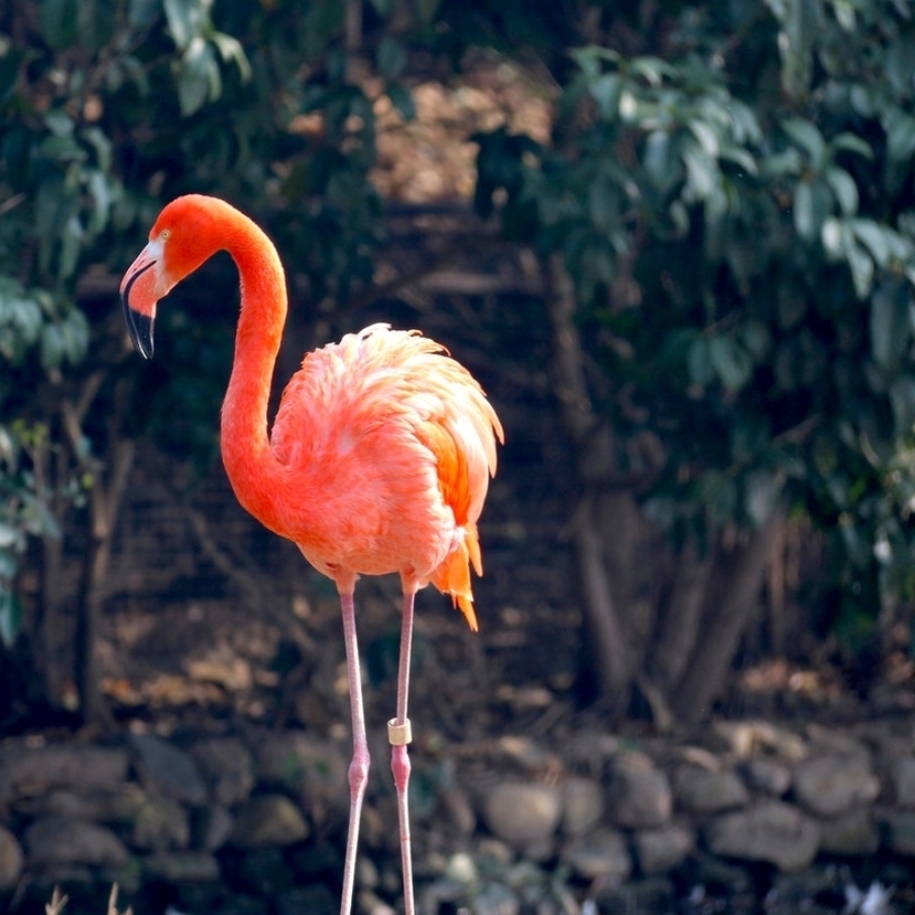 Flamingók érkeztek a Kiskunságba