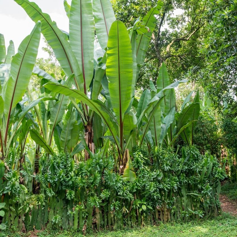 Az etióp hamis banán a klímaváltozás miatt válhat majd szuperélelmiszerré
