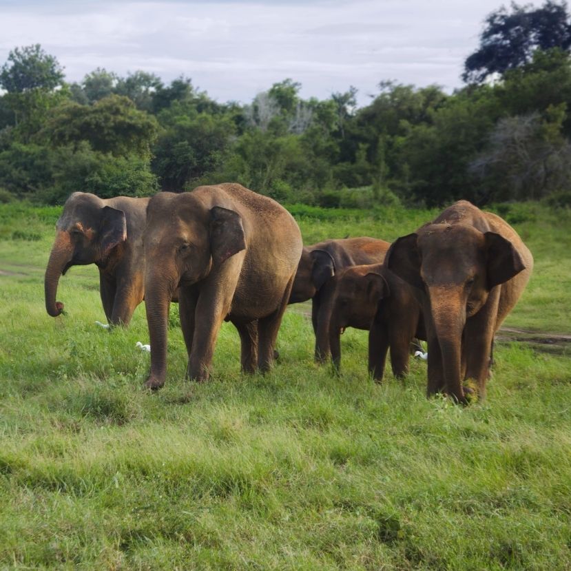 Műanyaghulladéktól pusztulnak az elefántok Srí Lankán