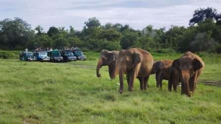 Műanyaghulladéktól pusztulnak az elefántok Srí Lankán