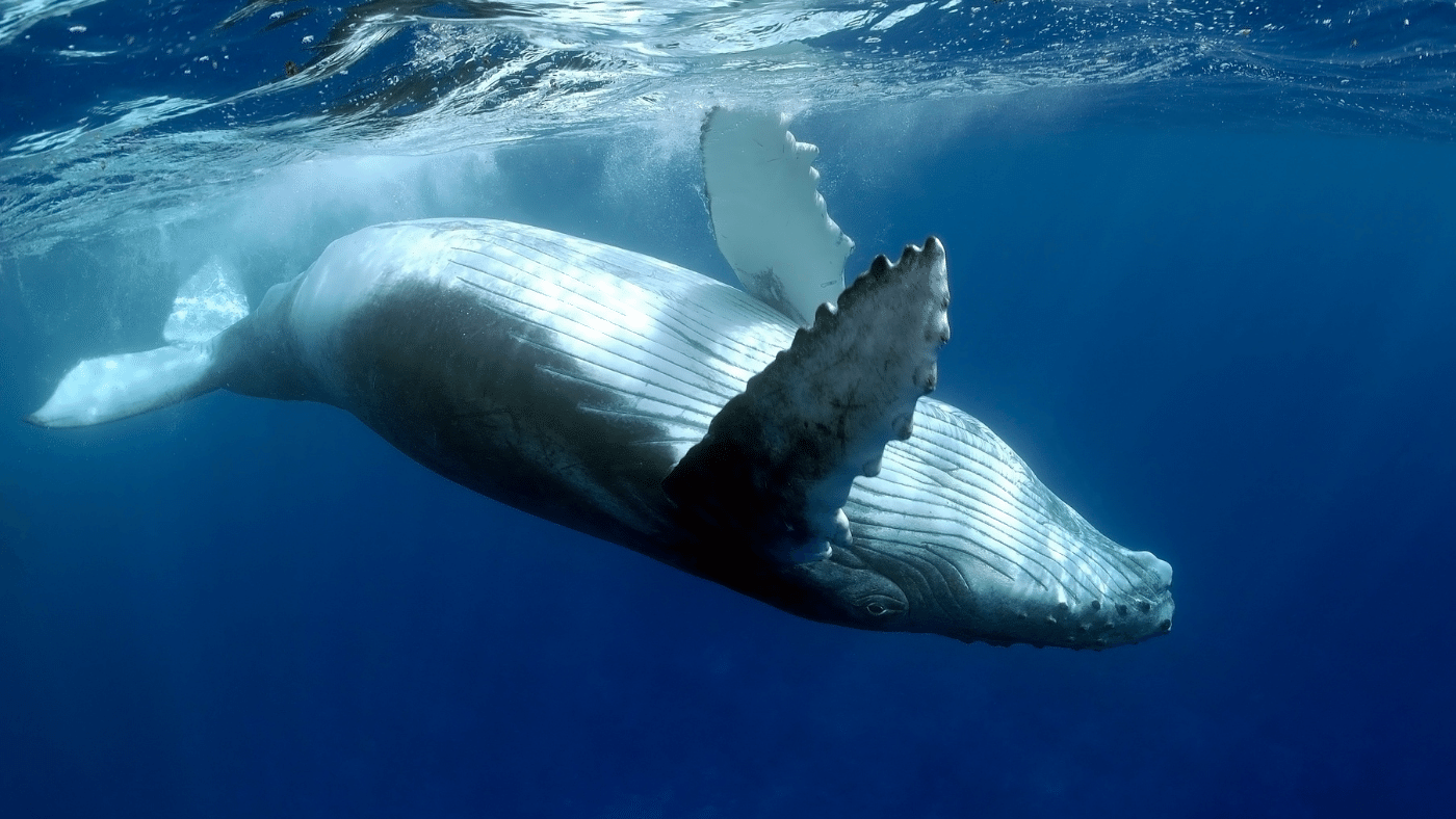 Harc a halászhálókba gabalyodott bálnák megmentéséért