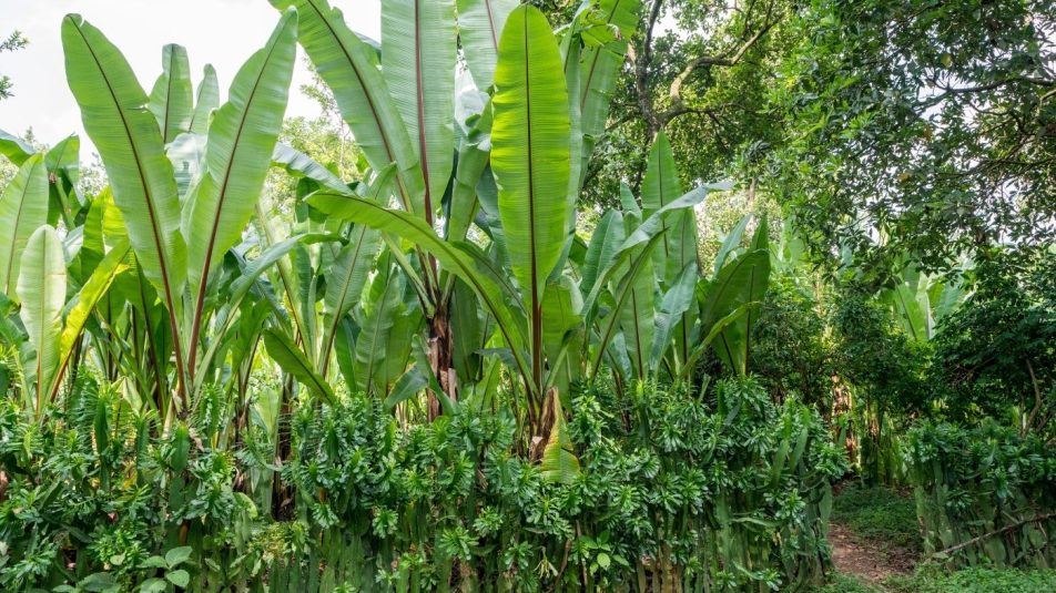 Az etióp hamis banán a klímaváltozás miatt válhat majd szuperélelmiszerré