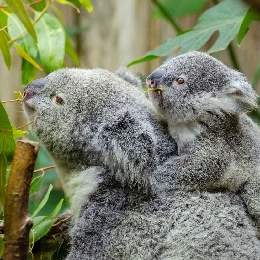 Nagyobb figyelem fordul a koalák védelmére