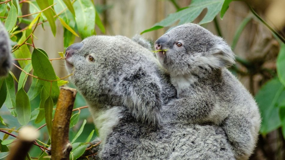 Nagyobb figyelem fordul a koalák védelmére