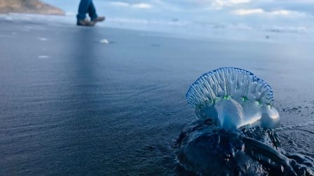 Veszélyes medúzák lepték el az ausztrál partokat