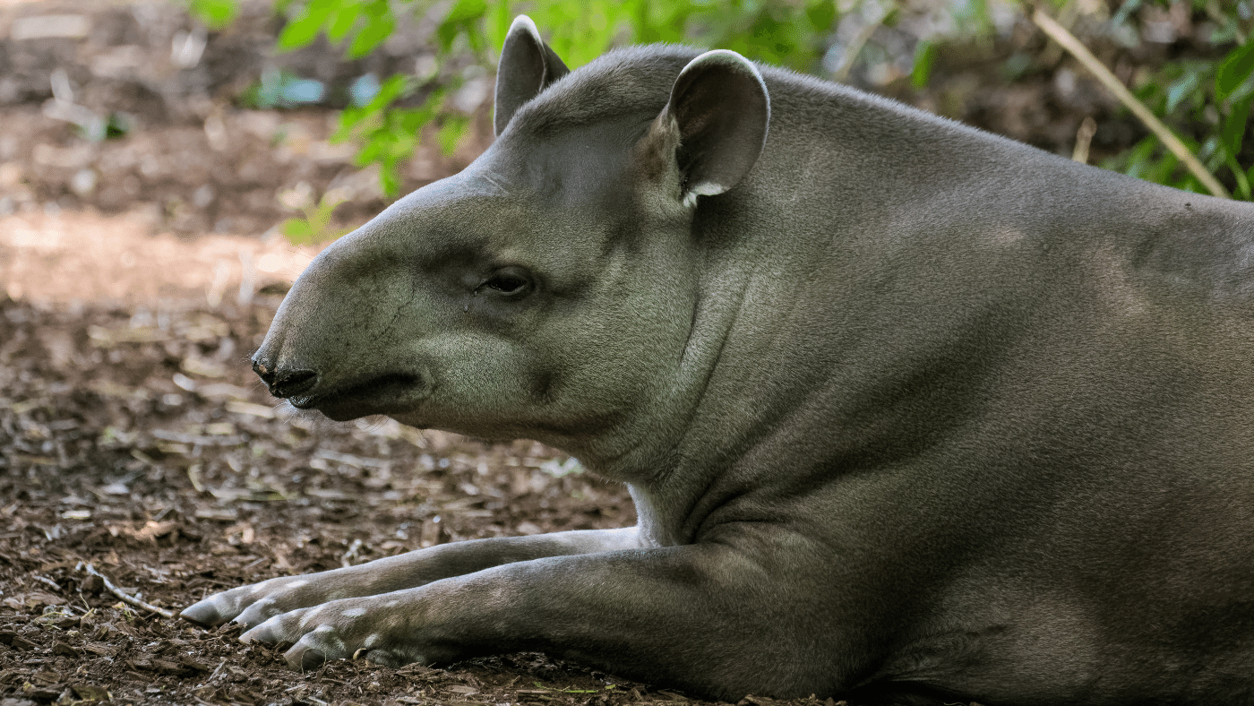 Meg kell óvni a tapírokat!