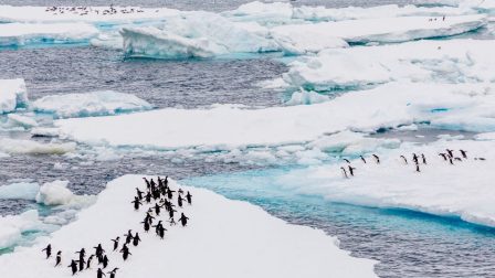 A pingvineket figyelve megérthetjük a klímaváltozást