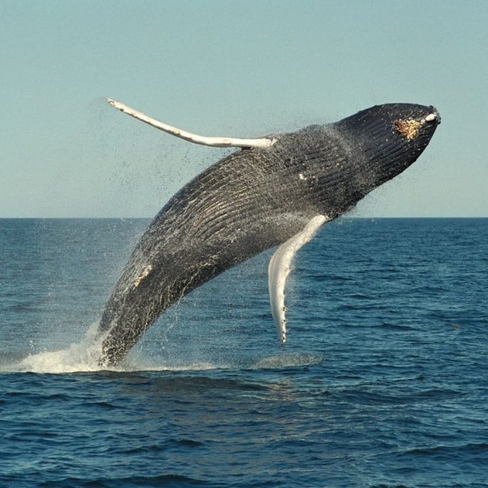 bálna