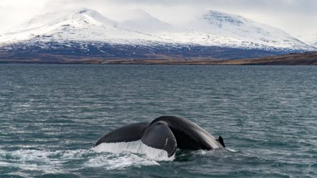 2024-től már Izlandon is tilos lesz a bálnavadászat