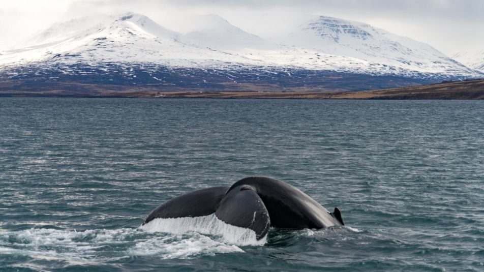 bálna Izland partjainál