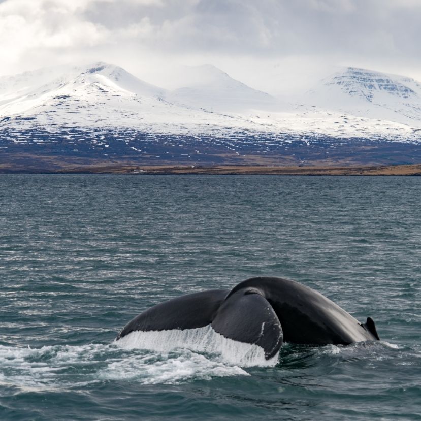 2024-től már Izlandon is tilos lesz a bálnavadászat