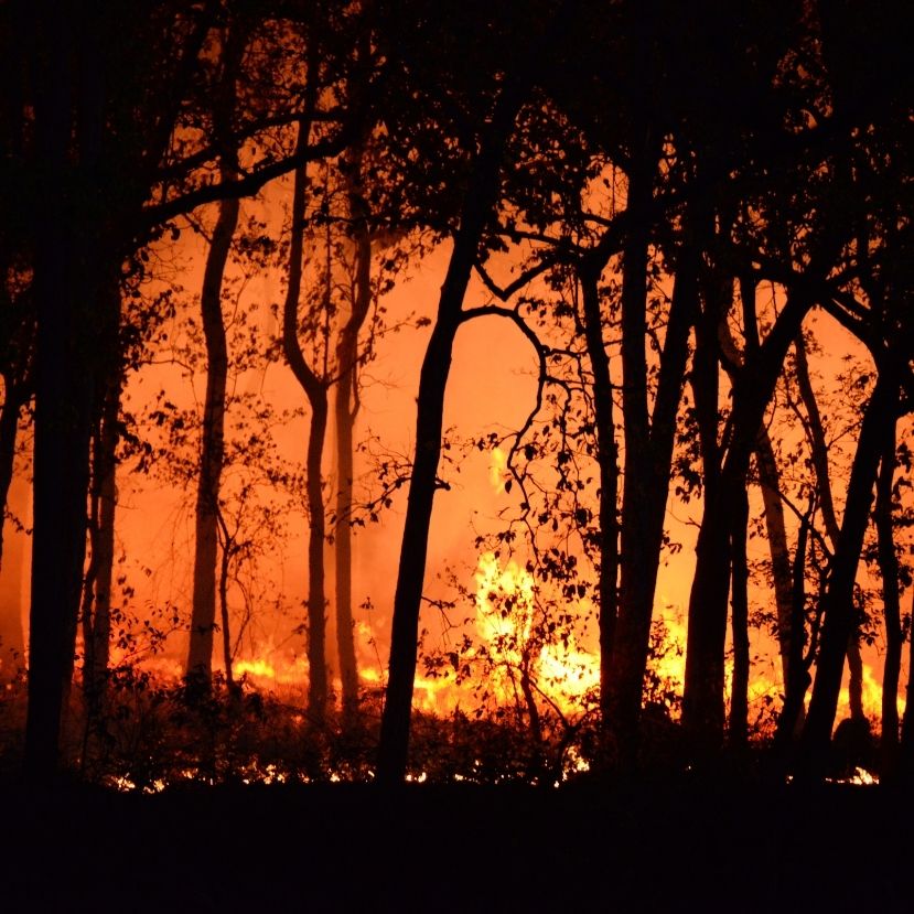 A globális felmelegedés és a földhasználat változása szélsőségesebb erdőtüzeket okozhat