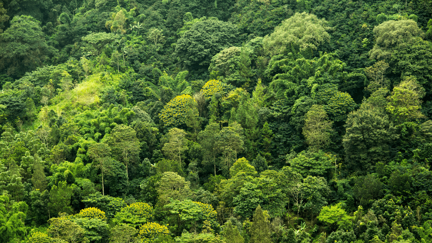 Drónok segítenek feltérképezni a trópusi fák pusztulását