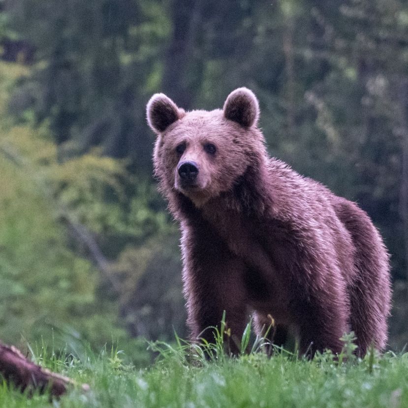 A medvék kilövésének engedélyezését fontolgatja a román környezetvédelmi tárca