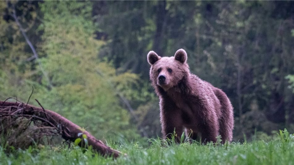 A medvék kilövésének engedélyezését fontolgatja a román környezetvédelmi tárca
