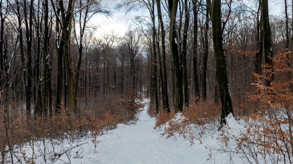 téli erdő