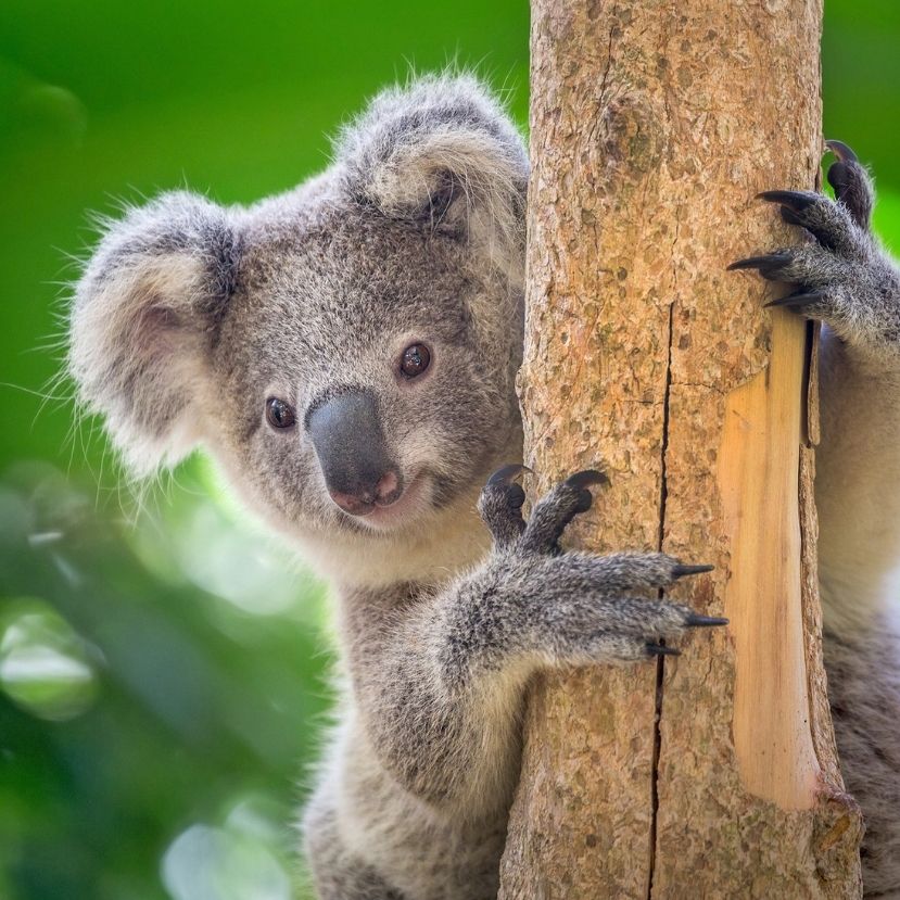 Veszélyeztetett faj lett a koala