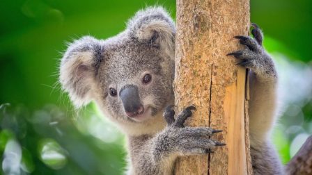 Veszélyeztetett faj lett a koala
