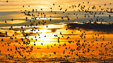 A biológiai sokféleség magasabb szintje csökkenteni látszik a madarak kihalási kockázatát