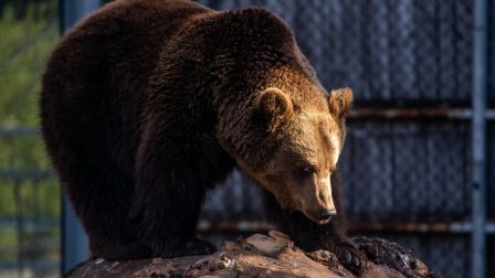 Meglátta árnyékát a fõvárosi állatkert medvéje