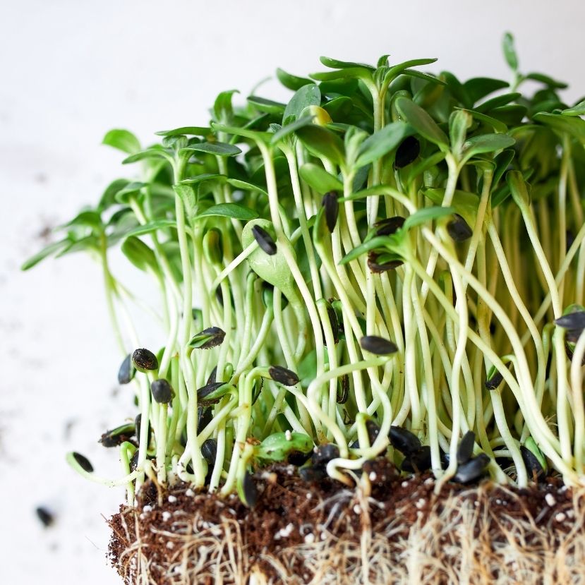Próbáltál már mikrozöldeket termeszteni?
