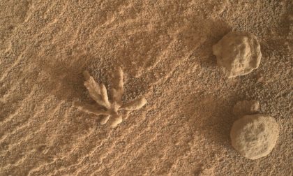 Élethű kővirág „nyílt” a Marson