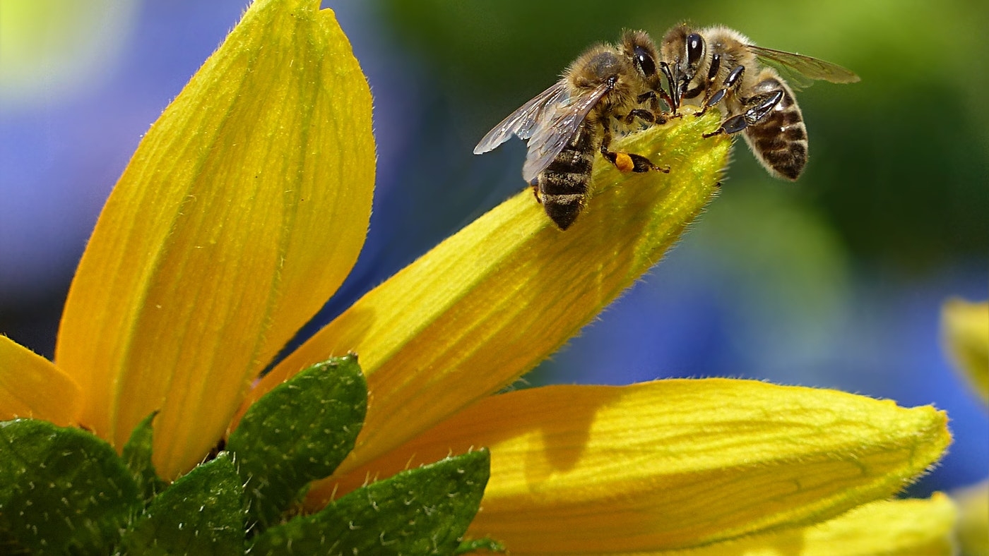 Méhekről és más beporzókról rendez kiállítást a Természettudományi Múzeum