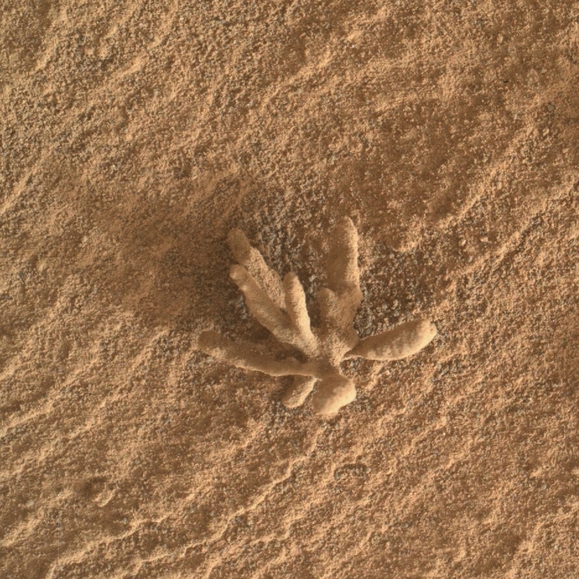 Élethű kővirág „nyílt” a Marson