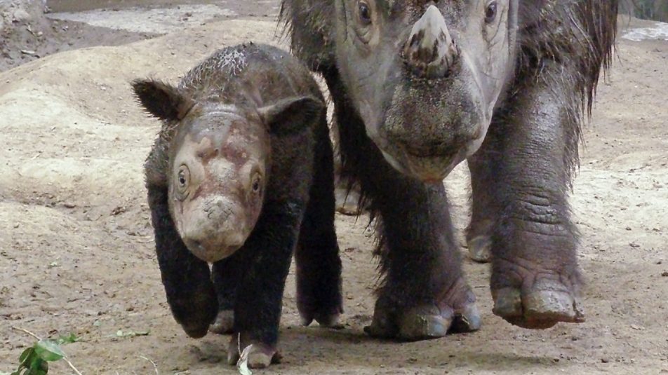 Szumátrai orrszarvú jött a világra