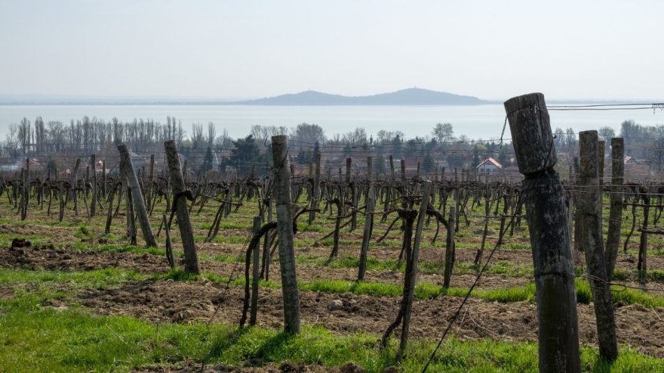 A magyar borászat jövője – Vajon labdába rúghatunk külföldön?
