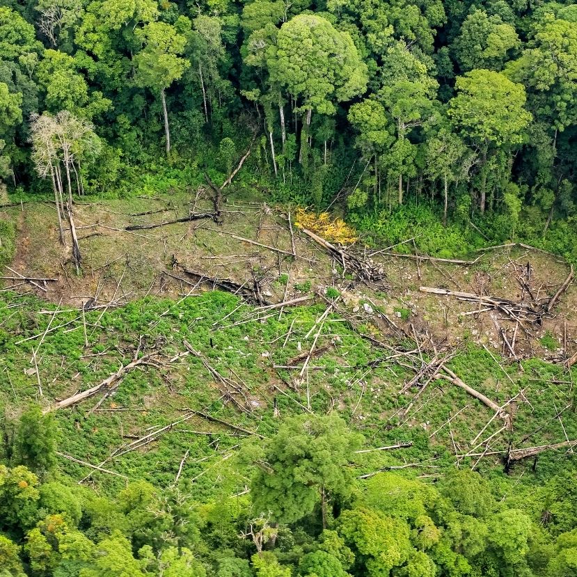 Rekordon az Amazonas pusztítása január után februárban is