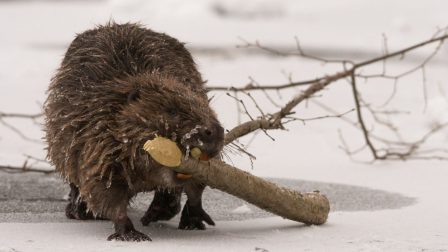 Segíts az ökológusoknak, hogy többet tudjunk meg a hazai hódokról!