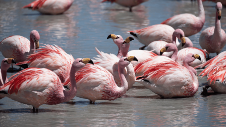 A lítiumbányászat kedvezőtlen hatással van a flamingókra