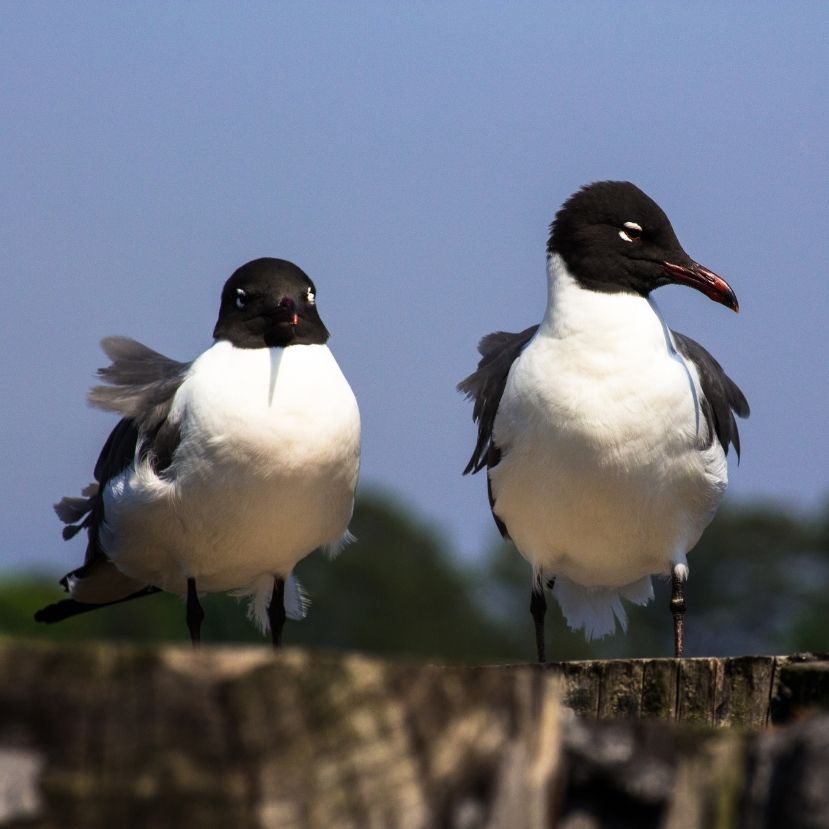 Korábban tojnak a madarak a klímaváltozás miatt Észak-Amerikában