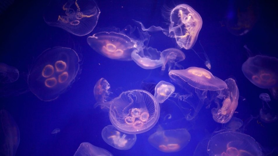 Mennyire kell félnünk a medúzáktól?