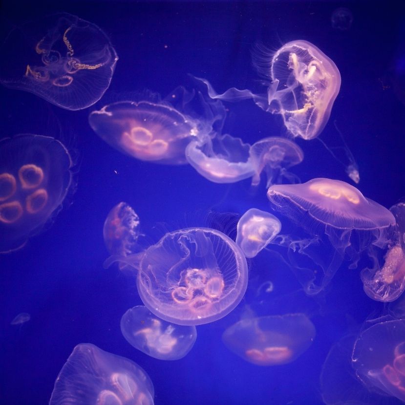 Mennyire kell félnünk a medúzáktól?